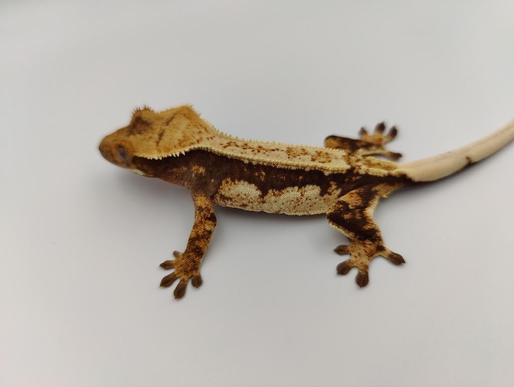 Wimpergekko pinstripe drippy female, Dieren en Toebehoren