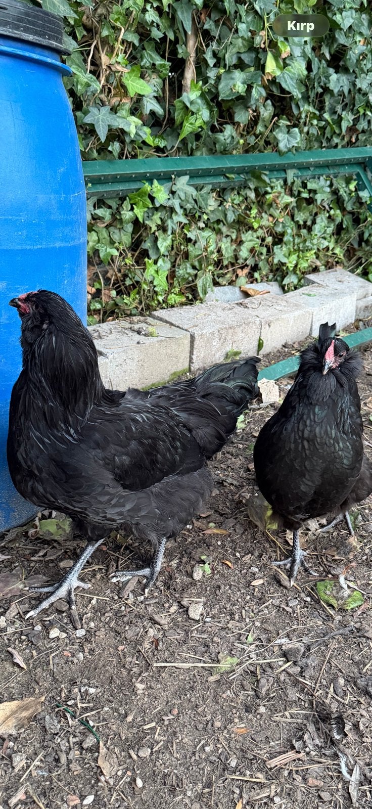 Te koop haan en kippen, Dieren en Toebehoren