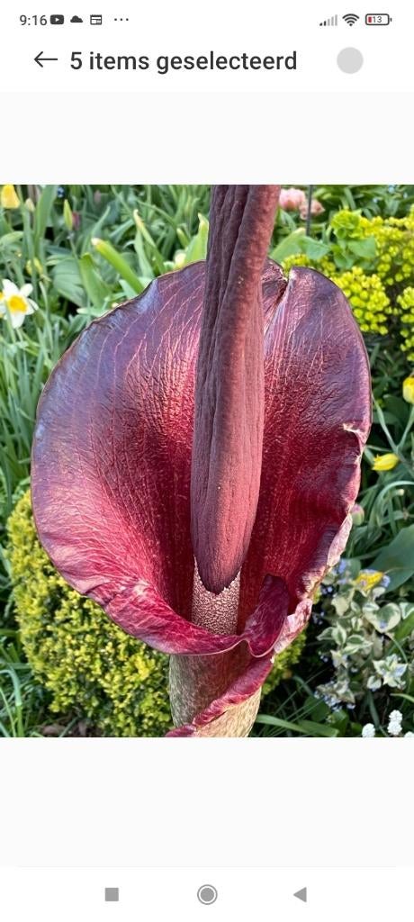 Amorphophallus konjac-, voodoolelie-, slangenpalm-knollen, Tuin en Terras, Bloembollen en Zaden, Ophalen of Verzenden, Voorjaar