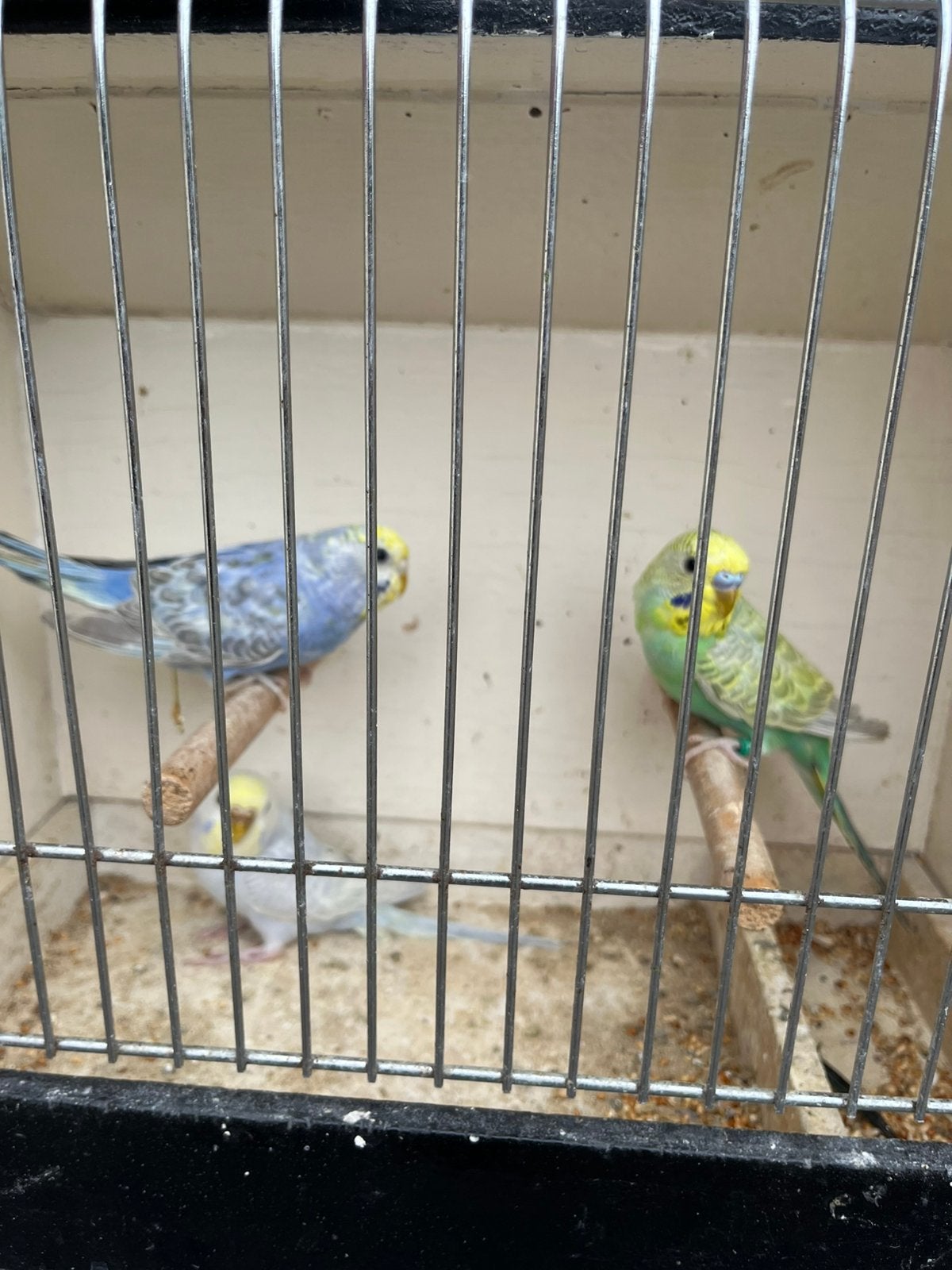Regenboog grasparkieten, Dieren en Toebehoren, Meerdere dieren, Parkiet