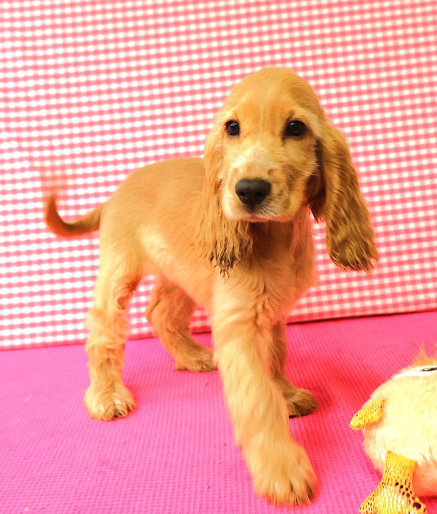 Chiots Cocker Spaniel anglais super mignons ! ! !, 15 semaines à 1 an, Chienne, Un chien, Étranger