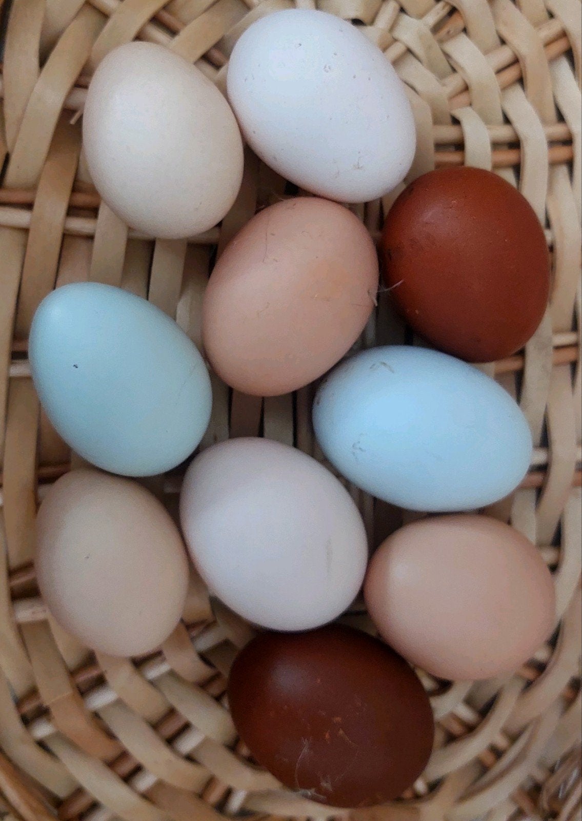 Kleurlegger mix broedeieren, Dieren en Toebehoren, Pluimvee | Toebehoren, Ophalen of Verzenden