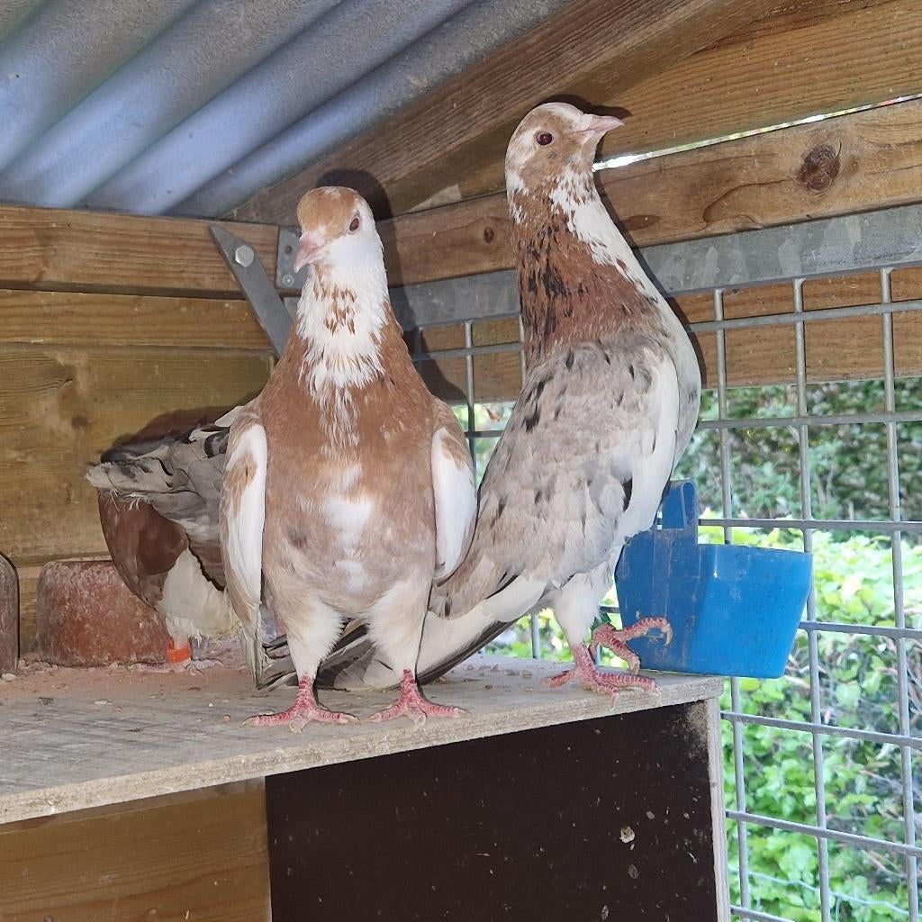 Oosterse Roller, Dieren en Toebehoren, Meerdere dieren, Tuimelaar of Roller