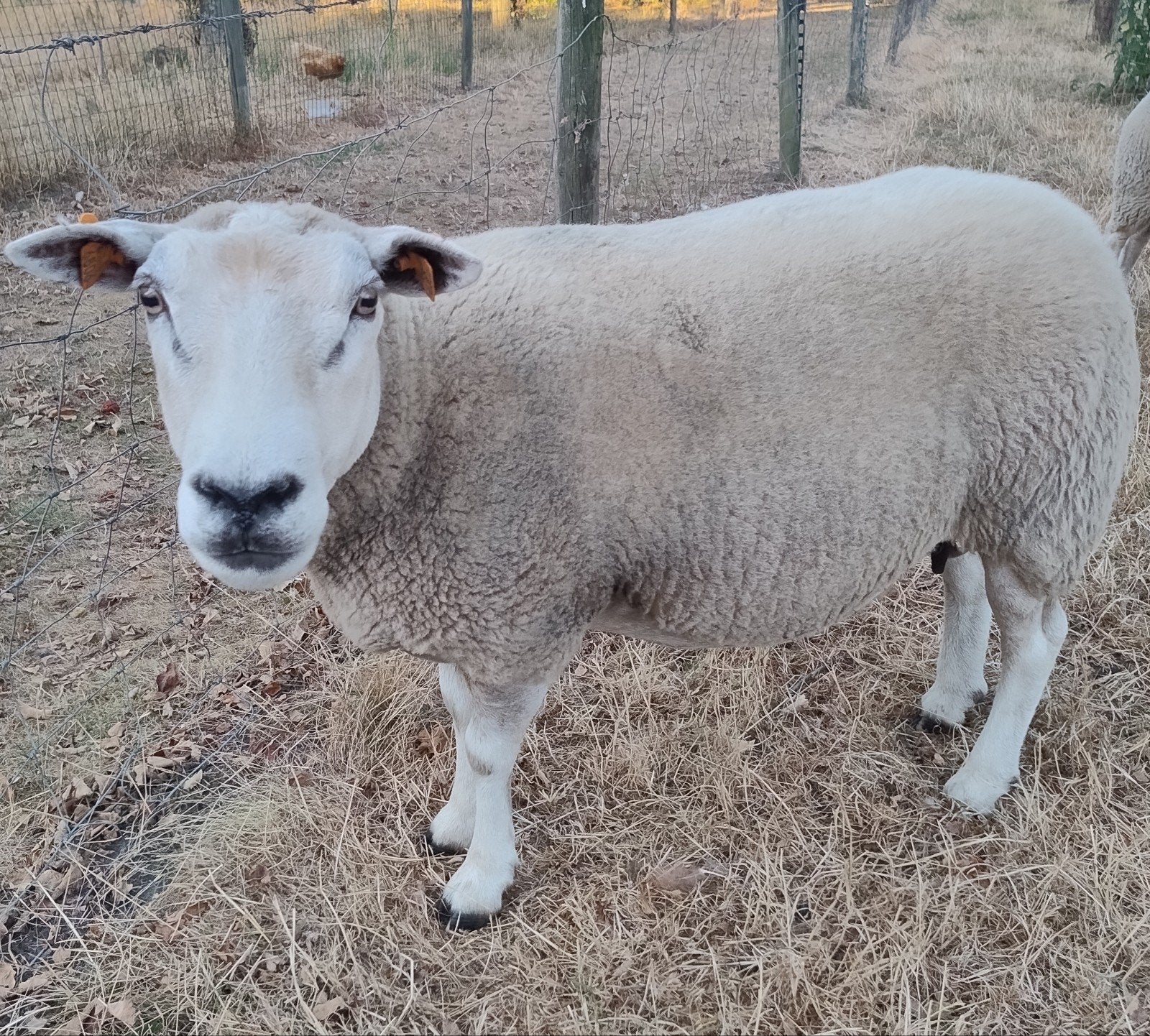 mooie zware ooi ( reform), Dieren en Toebehoren, Vrouwelijk, Schaap, 3 tot 5 jaar