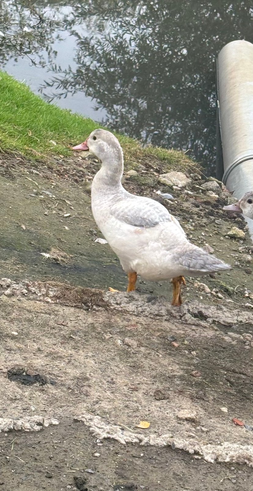 Mannelijke jonge barberie eenden te koop, Dieren en Toebehoren, Mannelijk, Eend