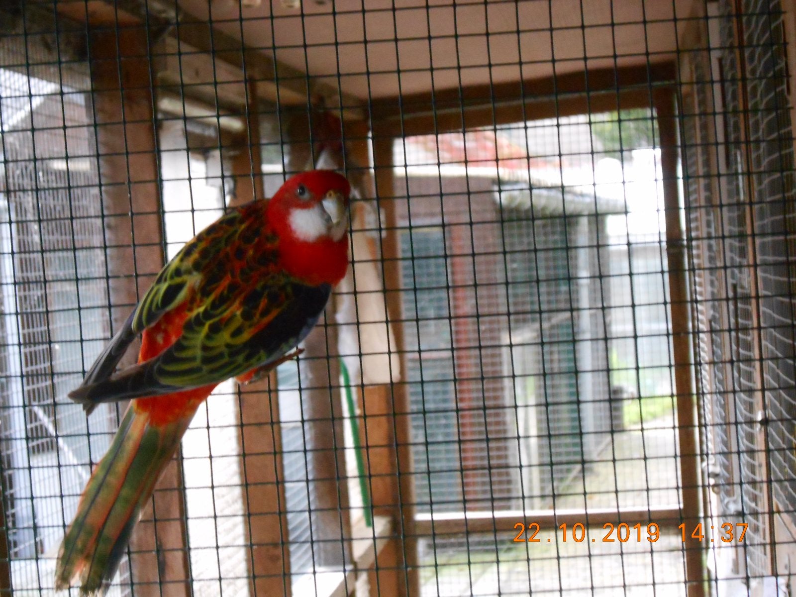 Jong rozellas te koop, Plusieurs animaux