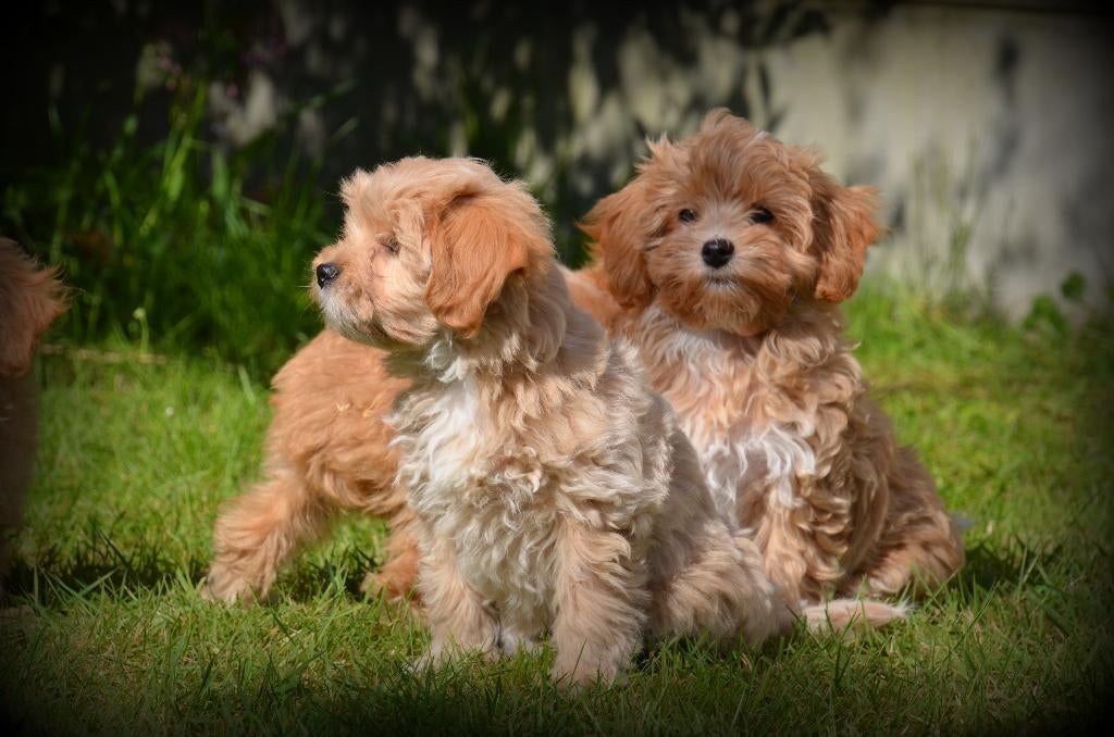 Chiots Maltipoo, Autres races, Plusieurs, Hépatite contagieuse (maladie de Rubarth), Belgique