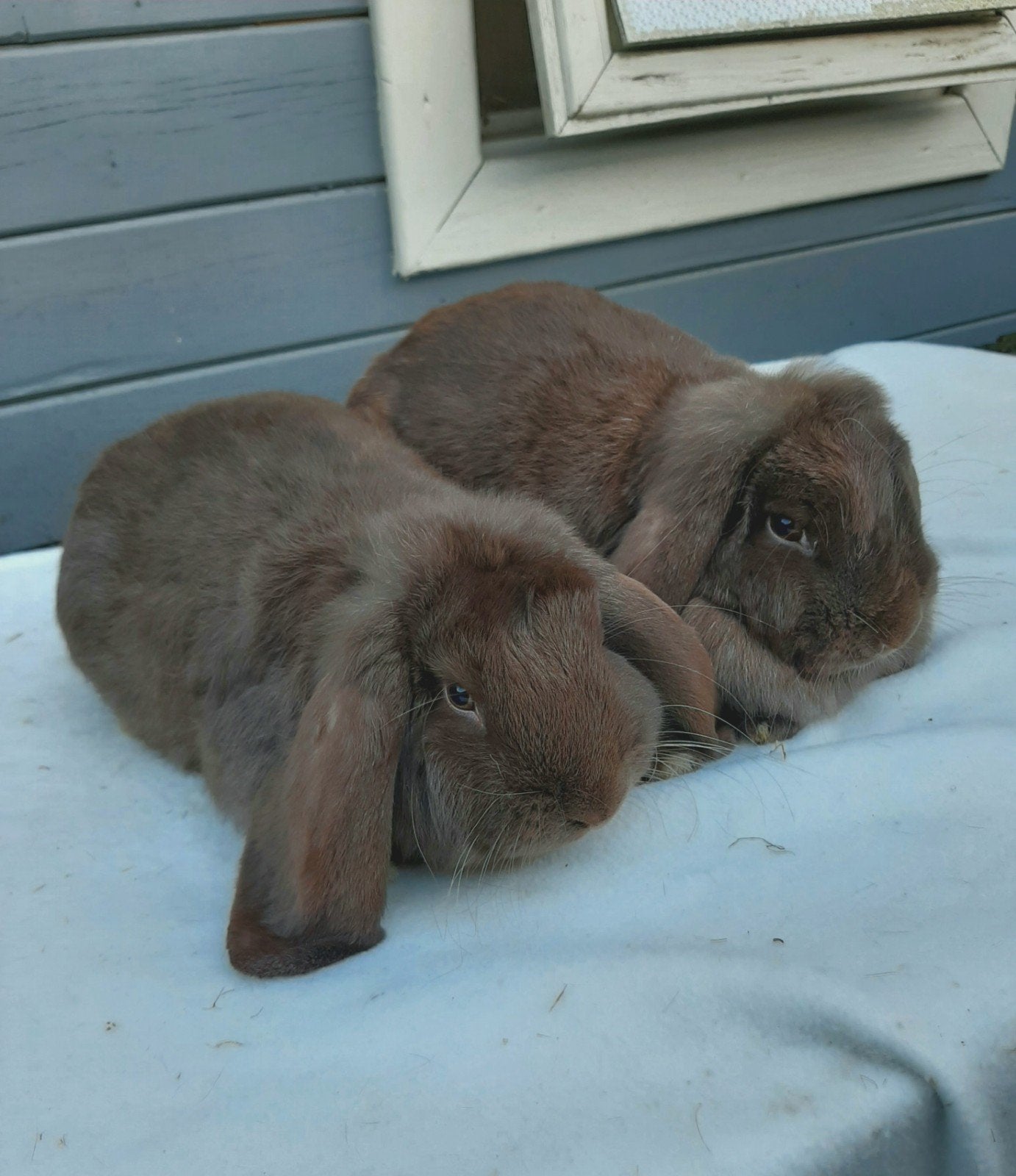 Duitse hangoren chocoladebruin koppel, Dieren en Toebehoren, Konijnen, Meerdere dieren, Hangoor, 0 tot 2 jaar