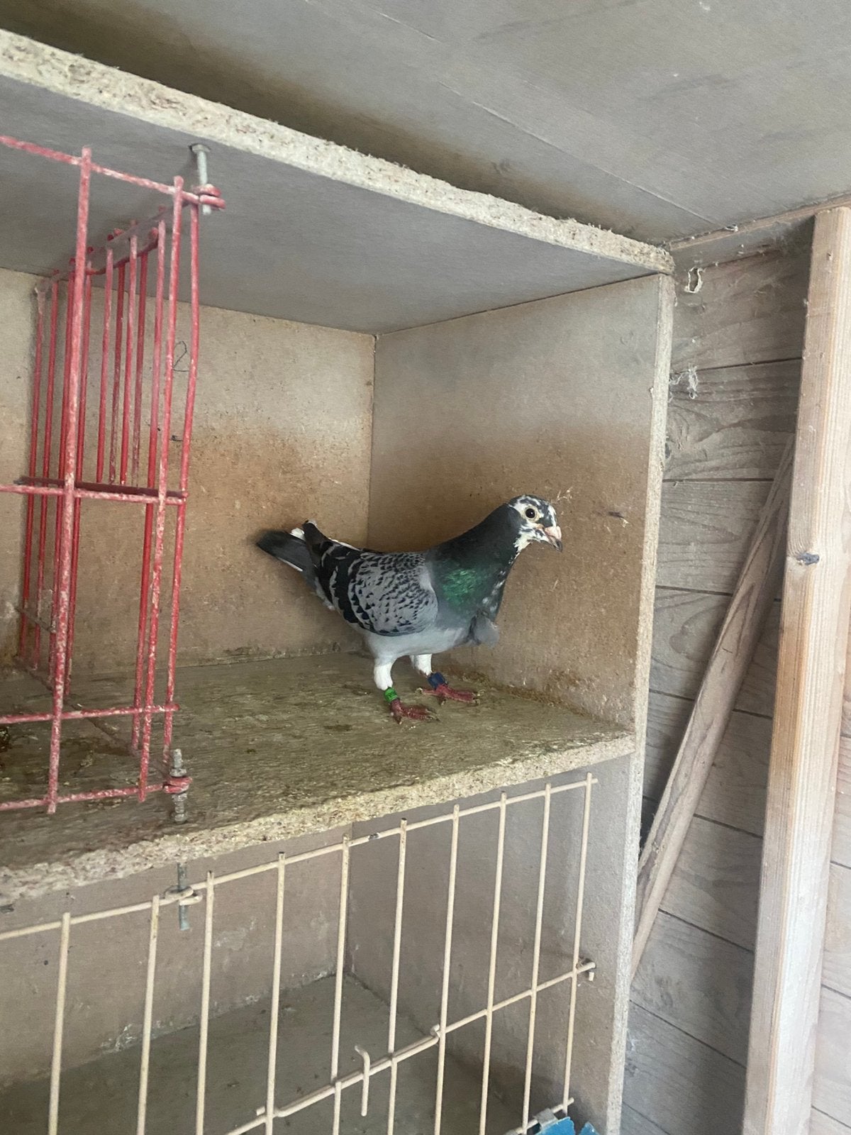 Kweker 2023, Dieren en Toebehoren, Mannelijk, Postduif