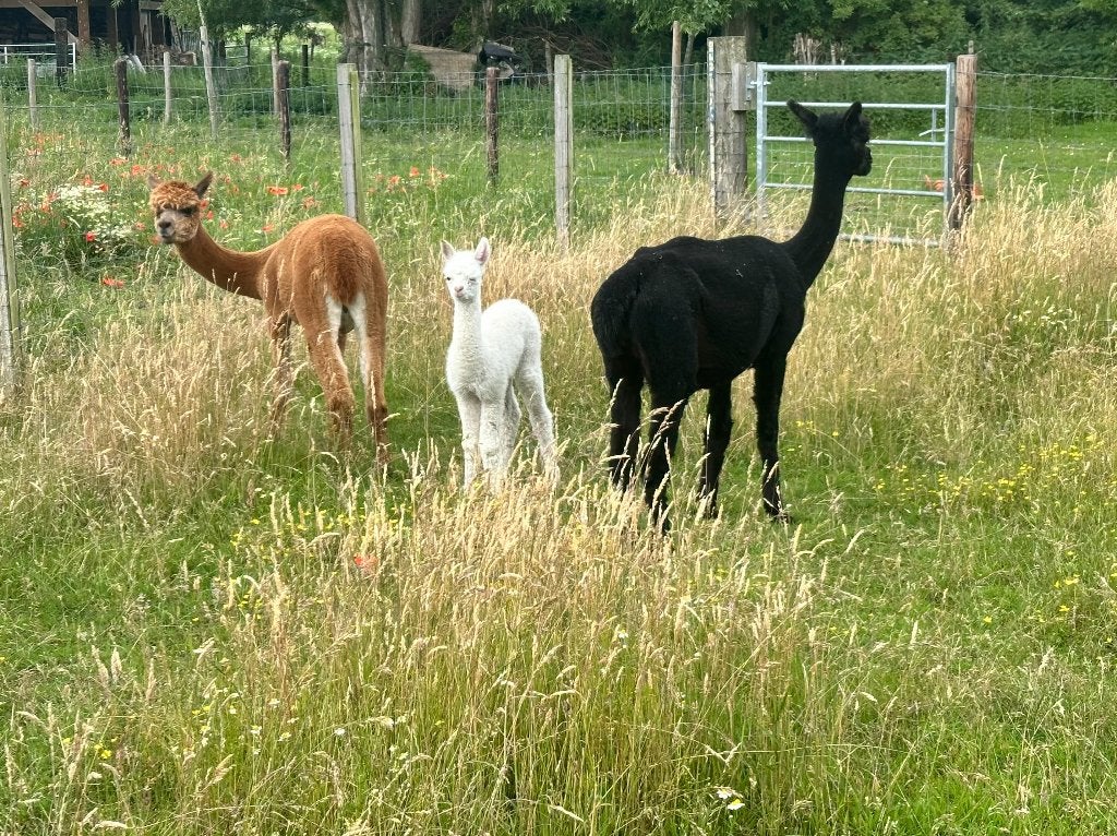 Groep alpaca’s, Dieren en Toebehoren, Januari, Vrouwelijk