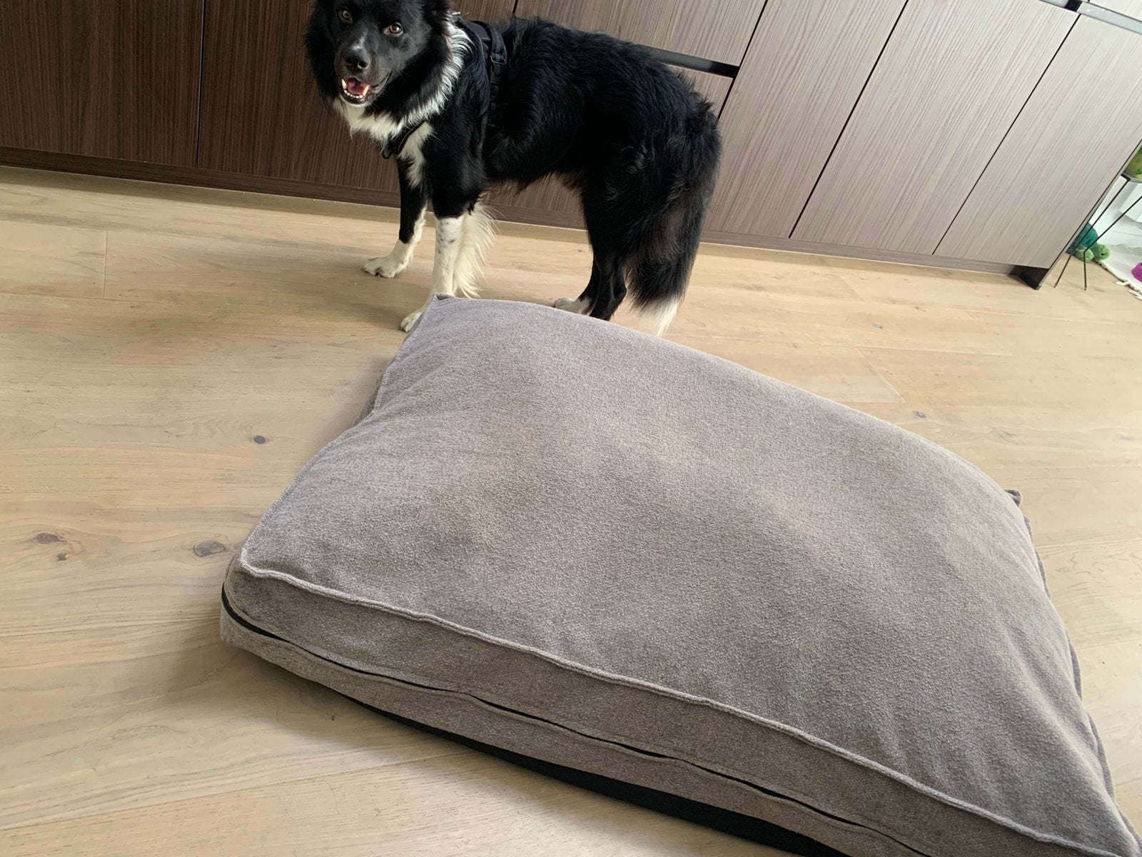 Groot orthopedisch hondenkussen, Dieren en Toebehoren, Hondenmanden, Ophalen, Gebruikt