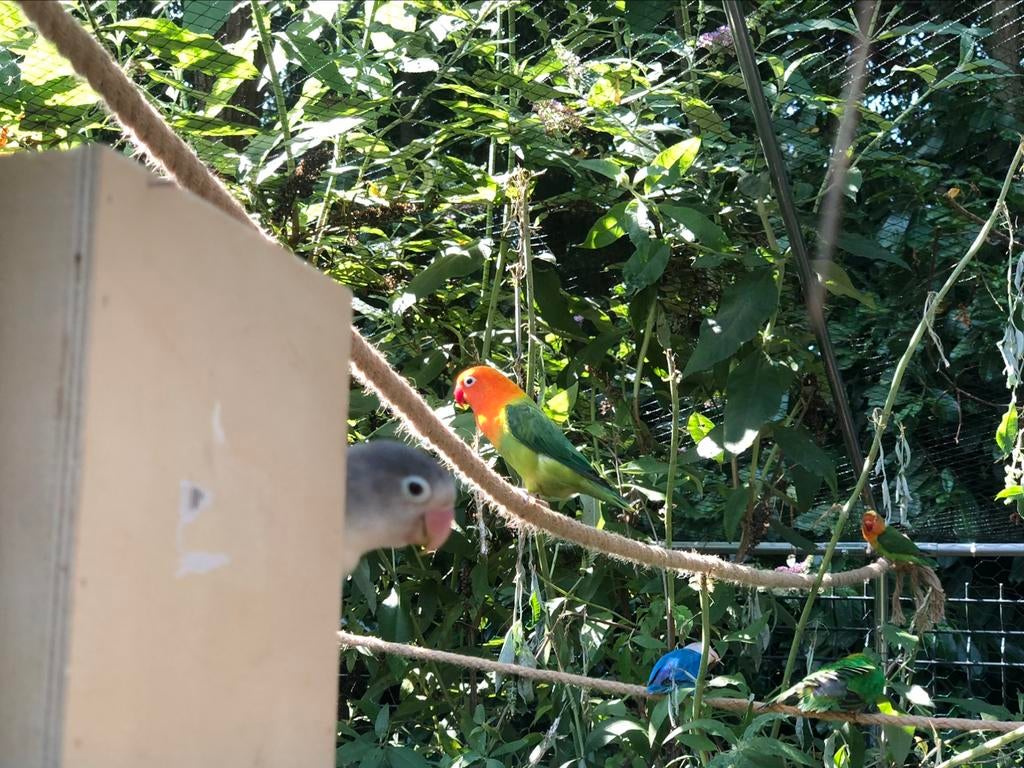 Oiseau inséparable, Ophalen, Nieuw, Overige typen
