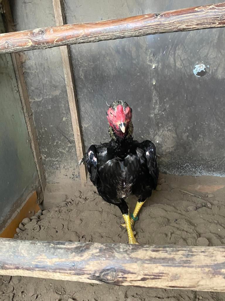 Shamo haan, Dieren en Toebehoren