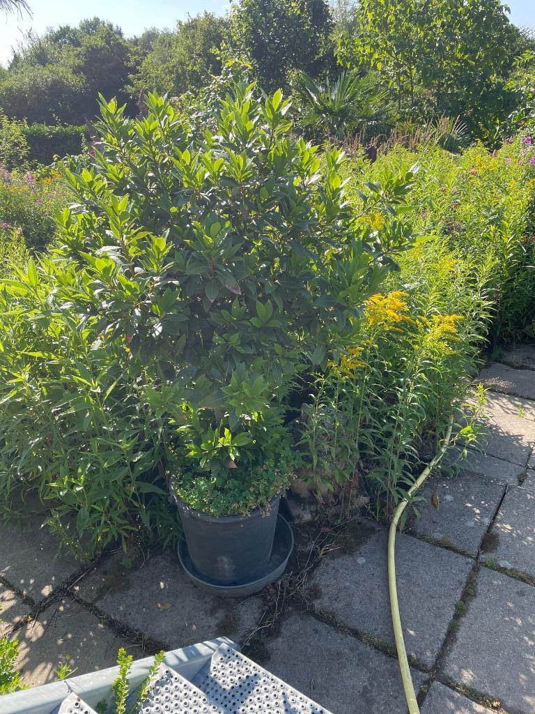 Laurierboompje, Jardin & Terrasse, Plantes | Arbres, Arbre à bulbes, 100 à 250 cm, Plein soleil, Enlèvement