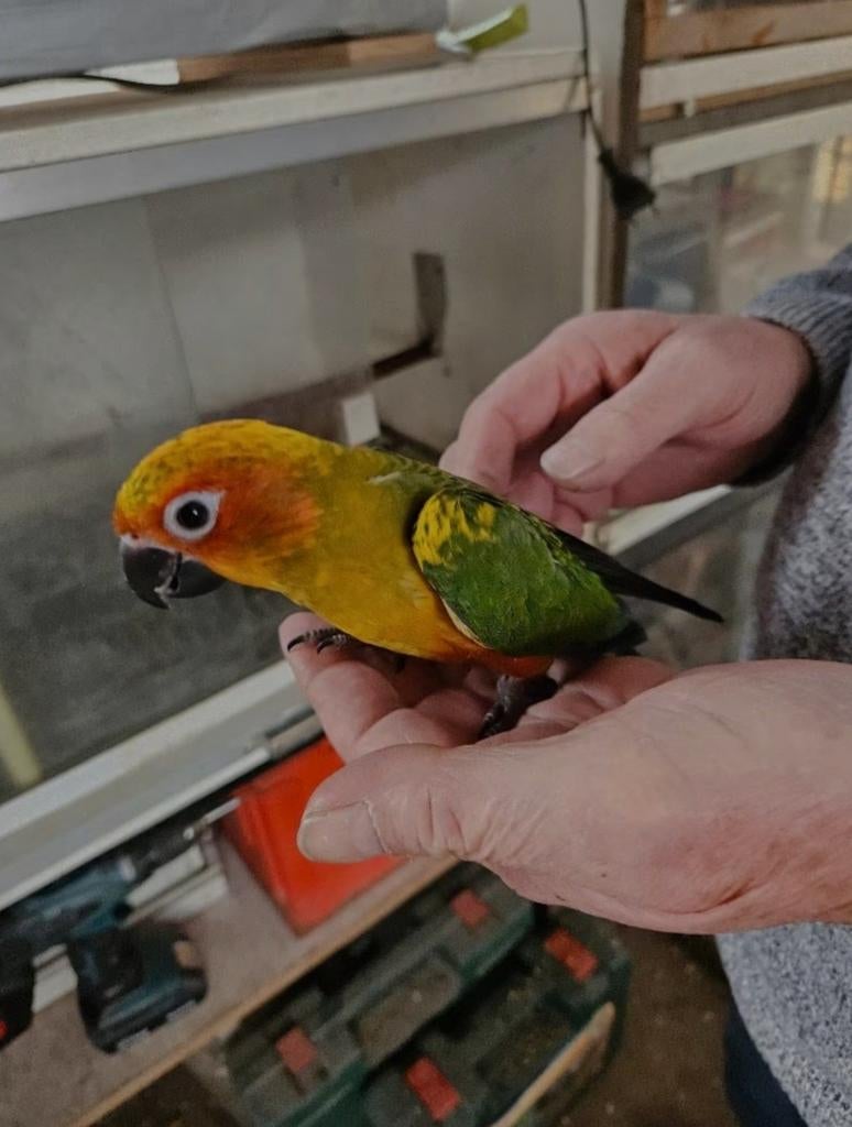 Twee SUPER tamme baby zonparkieten, Dieren en Toebehoren, Vogels | Parkieten en Papegaaien, Geslacht onbekend, Parkiet, Geringd