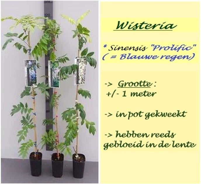GLYCINE (WISTERIA SIN.), DÉJÀ FLEURS AU PRINTEMPS, 16€/pièce, Jardin & Terrasse, Plantes | Jardin, Enlèvement ou Envoi, Printemps