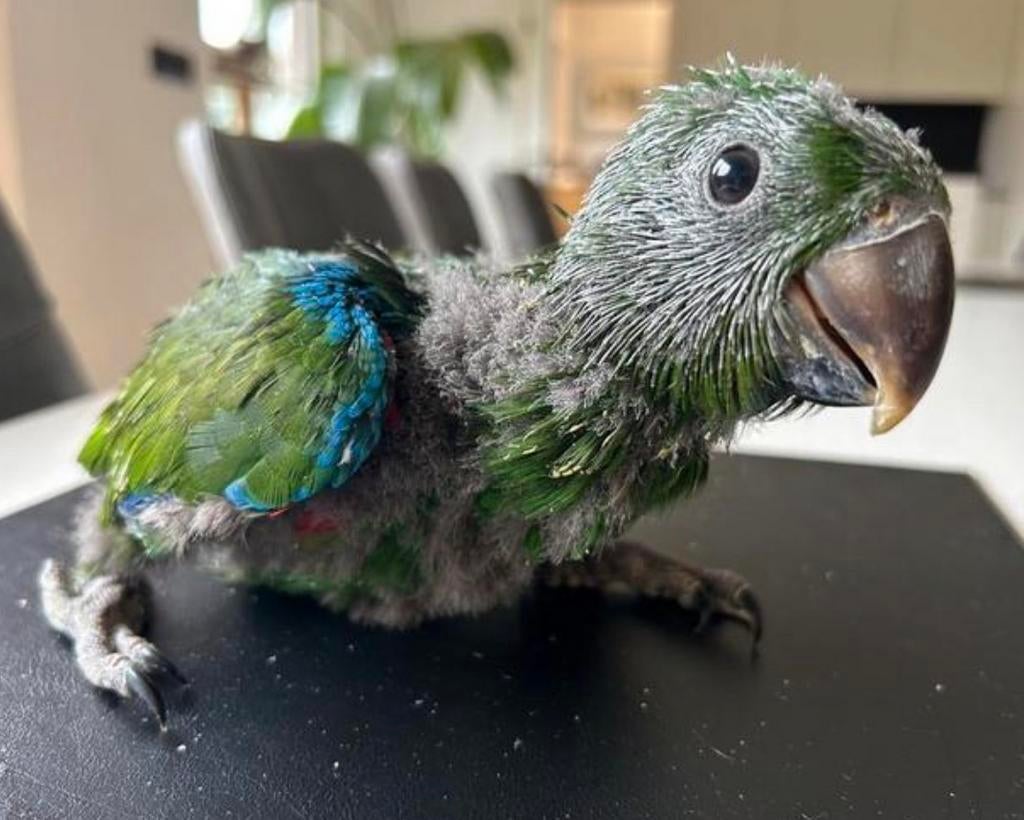 Super tamme edelpapegaaitjes, Dieren en Toebehoren, Papegaai, Pratend