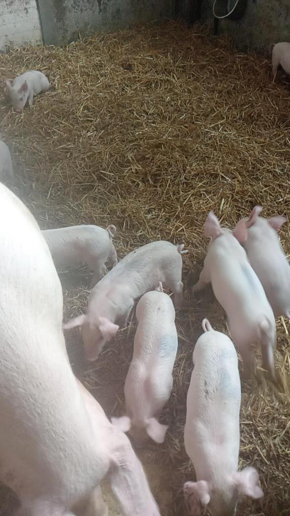 Roze biggen te koop.