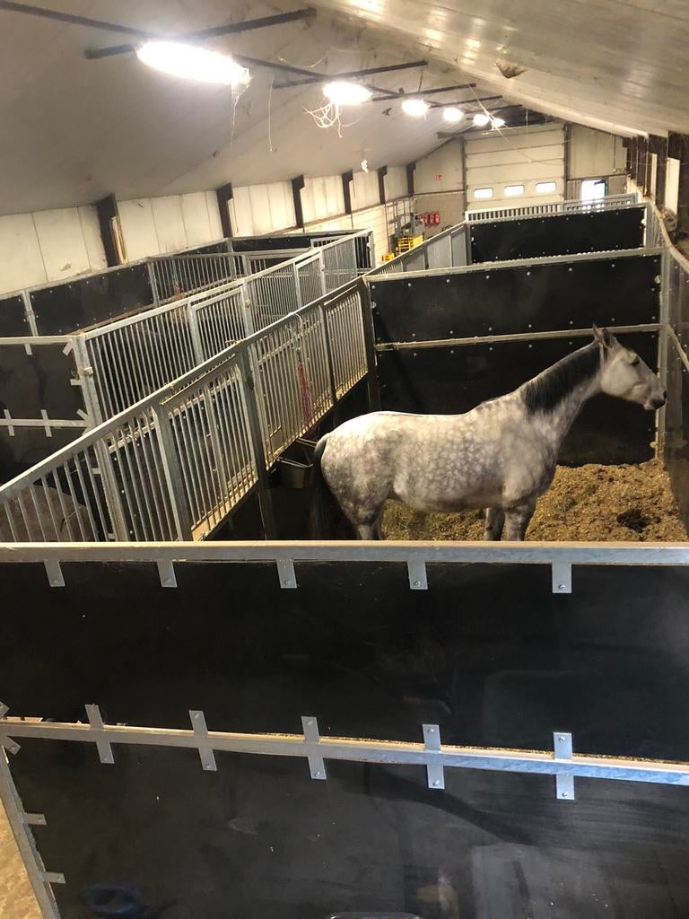 Concoursboxen 6x3 mtr, Animaux & Accessoires, Box & Pâturages, Mise à l'étable, 2 ou 3 chevaux ou poneys
