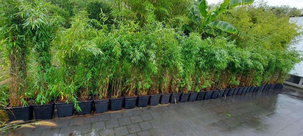 Niet-woekerende bamboe , fargesia nitida black Pearl, Ophalen, Bamboe, Haag