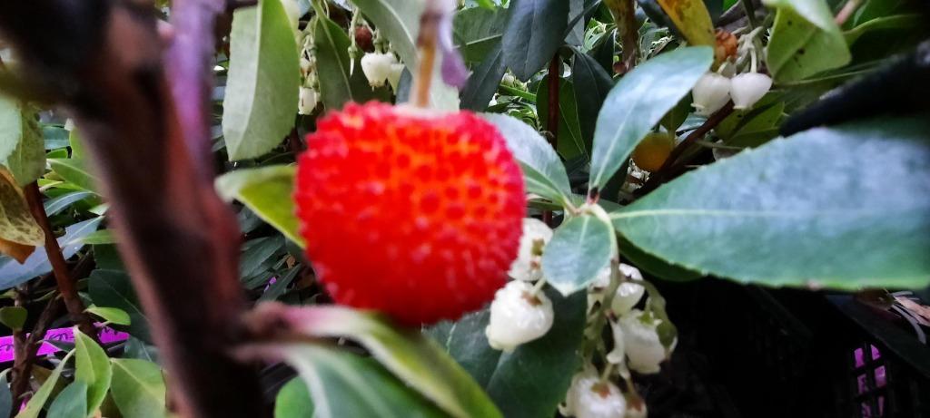 Arbutus unedo, Jardin & Terrasse, Plantes | Arbres fruitiers, Enlèvement, Autres espèces