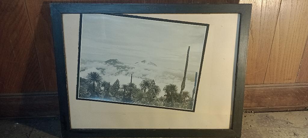 Photo Vintage Paysage Ruwenzori Afrique CONGO, 44x60, n139, Antiquités & Art, Art | Dessins & Photographie, Enlèvement ou Envoi