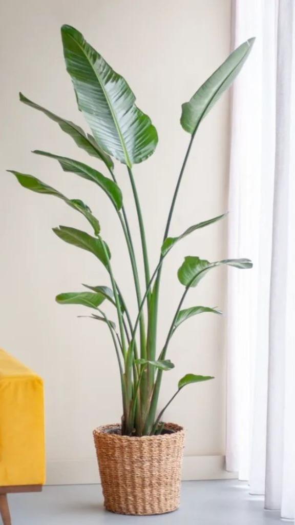 Strelitzia nicolai, Enlèvement