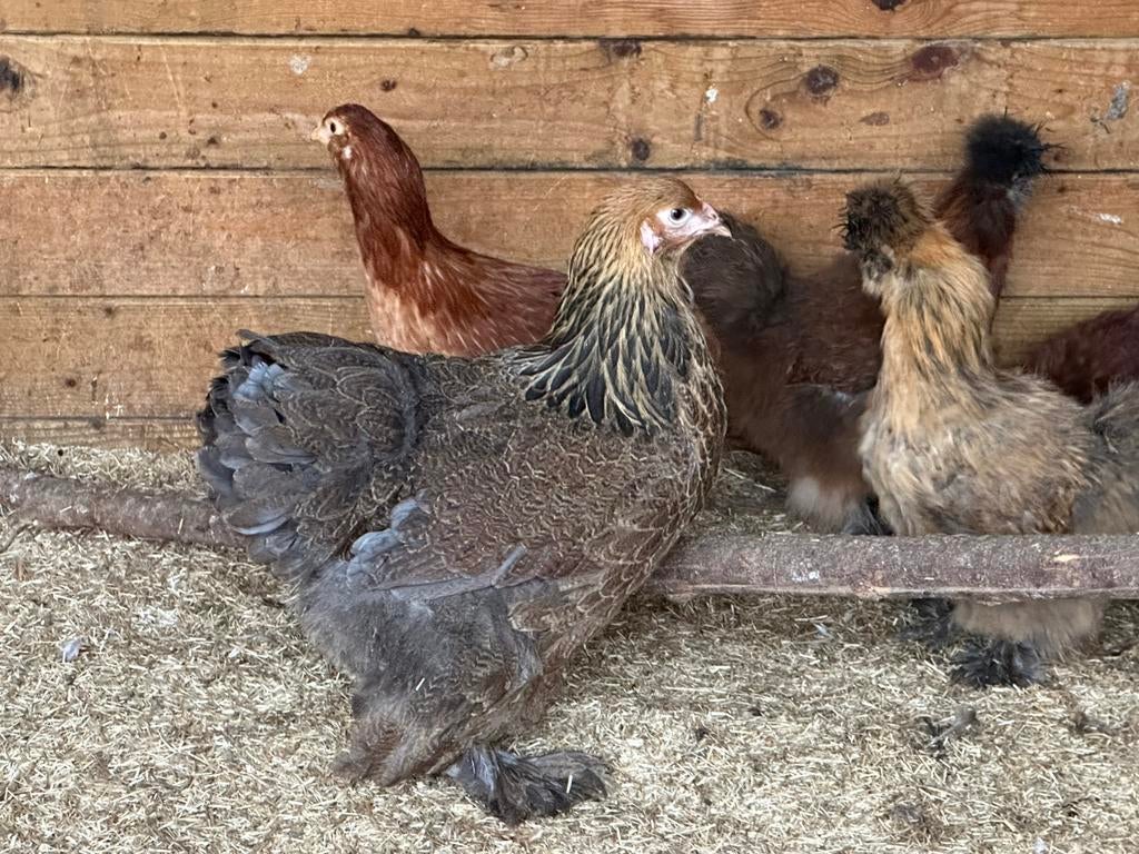 Brahma patrijs
