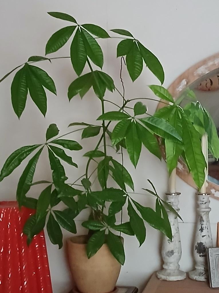 Mooie grote Pachira Aquatica ook wel Watercacao, Geldboom, Huis en Inrichting, Kamerplanten, 100 tot 150 cm, Groene kamerplant
