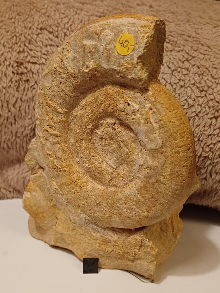 Lot d'ammonites - espèces variés - fossile de calmar, Enlèvement ou Envoi, Fossile