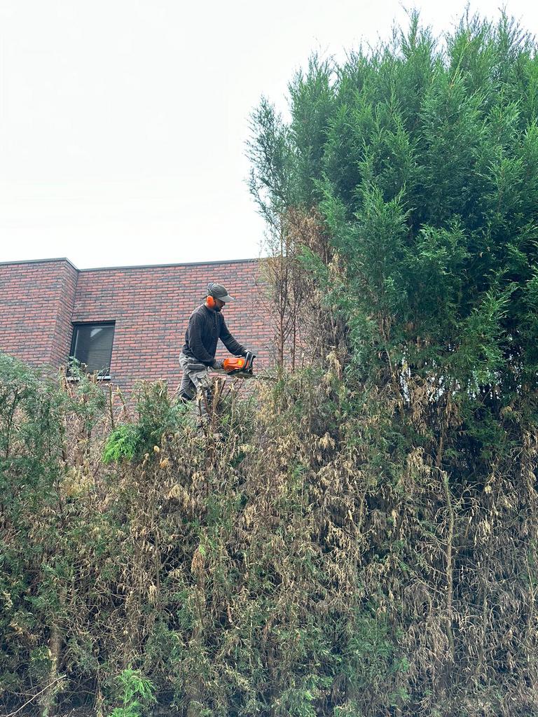 Abattage de arbres et nettoyage de terrain, Jardin & Terrasse, Plantes | Arbres, Enlèvement ou Envoi