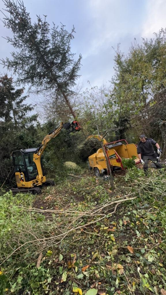 Vellen van bomen en uitfrezen van stronken, Entretien de jardins ou Taille