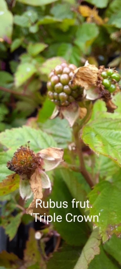 Bramen in soorten, Tuin en Terras, Ophalen