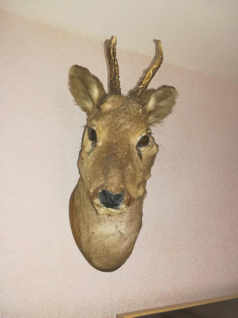 Tête de roseau en peluche, Enlèvement ou Envoi, Comme neuf, Cerf, Bois ou Tête
