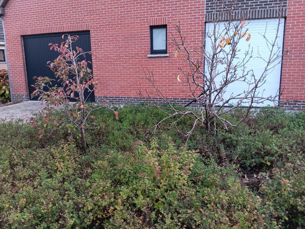 Perenboom laagstam, Ophalen, 100 tot 250 cm, Perenboom, Lente