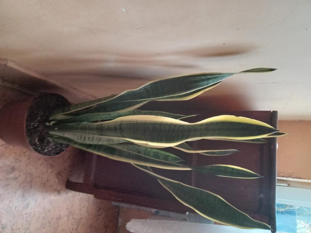 Sansevieria, Enlèvement