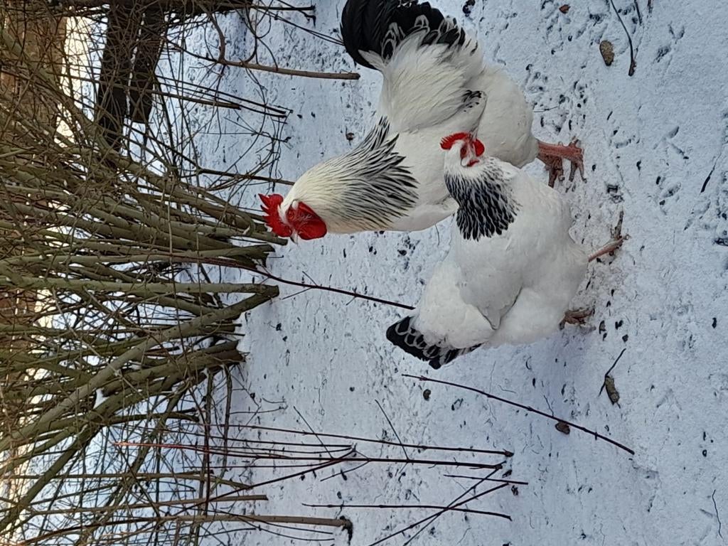 Œufs à éclore de Sussex Columbia, Poule ou poulet