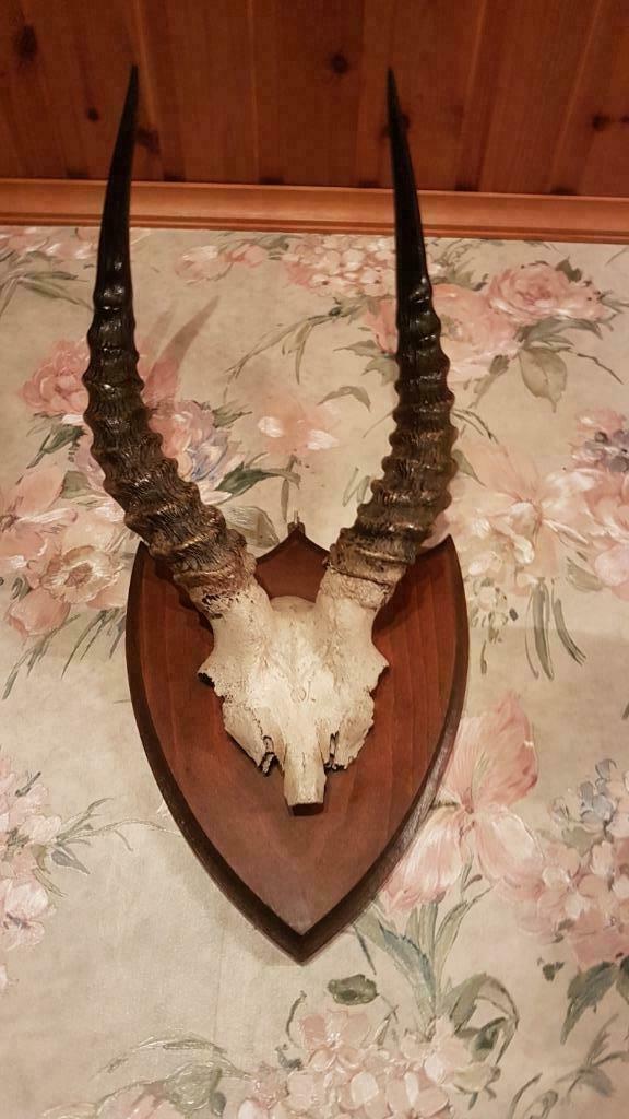 gewei van afrikaanse blesbok, Verzamelen, Dierenverzamelingen, Ophalen, Gebruikt, Wild dier, Gewei of Kop