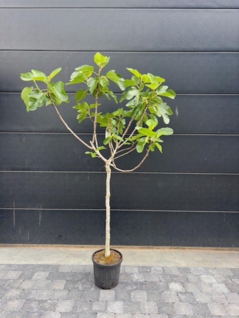 Vijgenboom - ficus carica Dauphiné 170cm hoog, Figuier, Été, En pot, Plein soleil