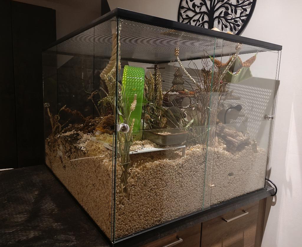 Maatwerk muizen terrarium 100x93x76, Dieren en Toebehoren, 60 tot 90 cm, Nieuw, Ophalen of Verzenden, Muis