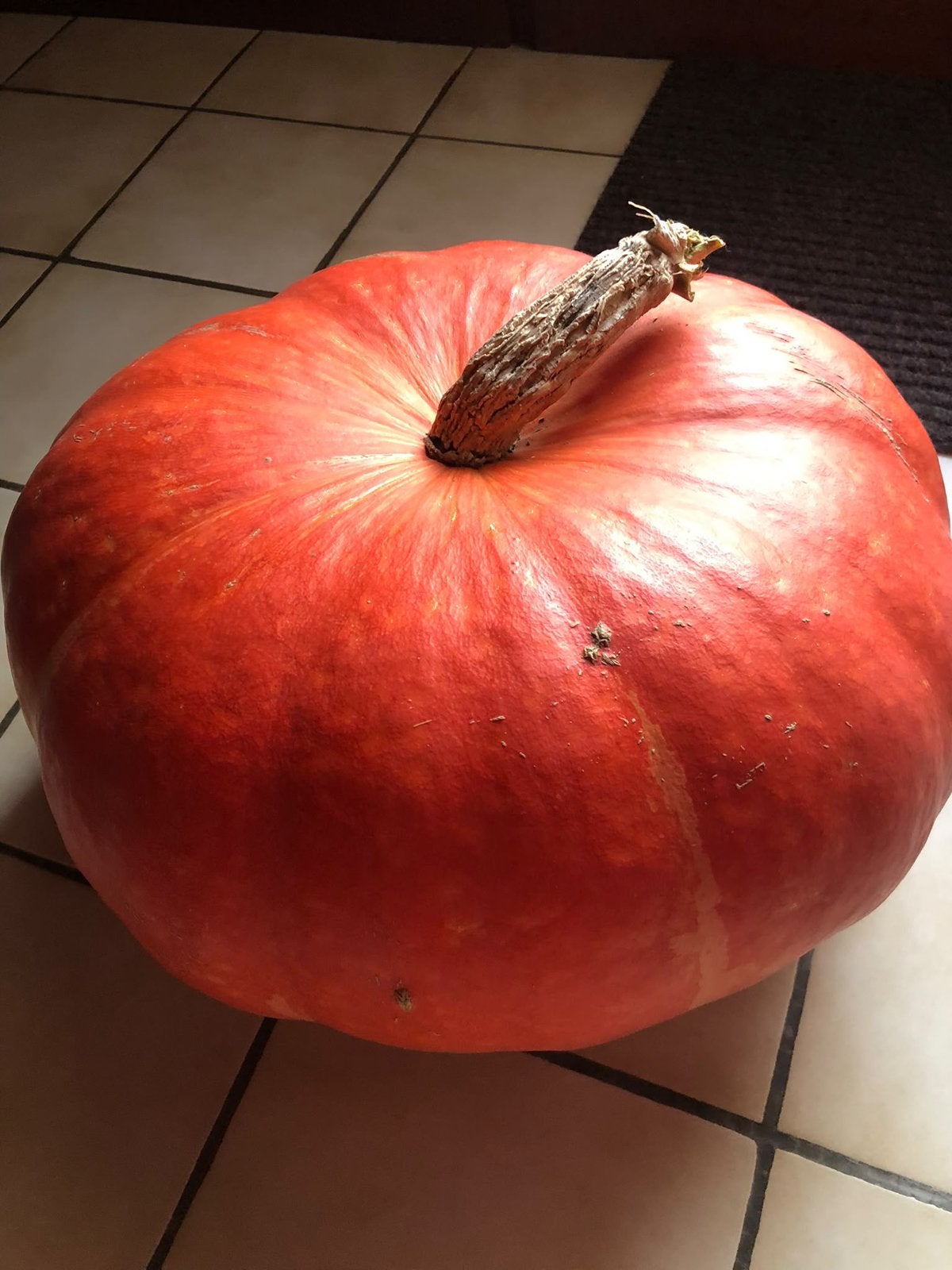 Pompoen pompoenen groot  halloween baby, Diversen, Ophalen of Verzenden