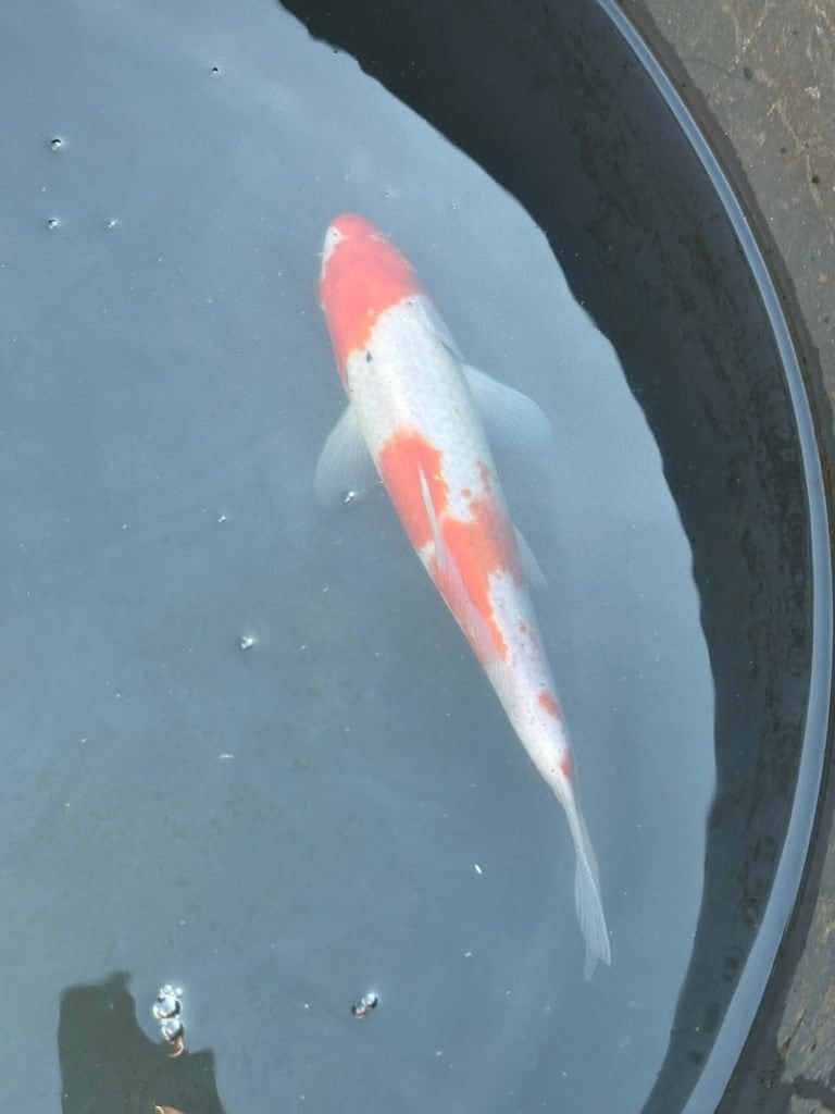 Kohaku – Eigen Kweek, Dieren en Toebehoren, Karper of Koi