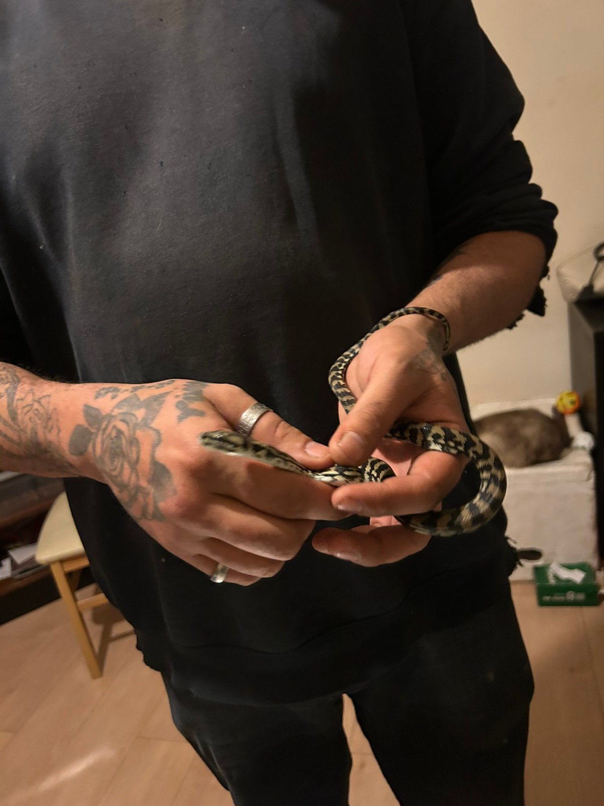 Couple morelia, Animaux & Accessoires, Serpent, Domestique, 0 à 2 ans