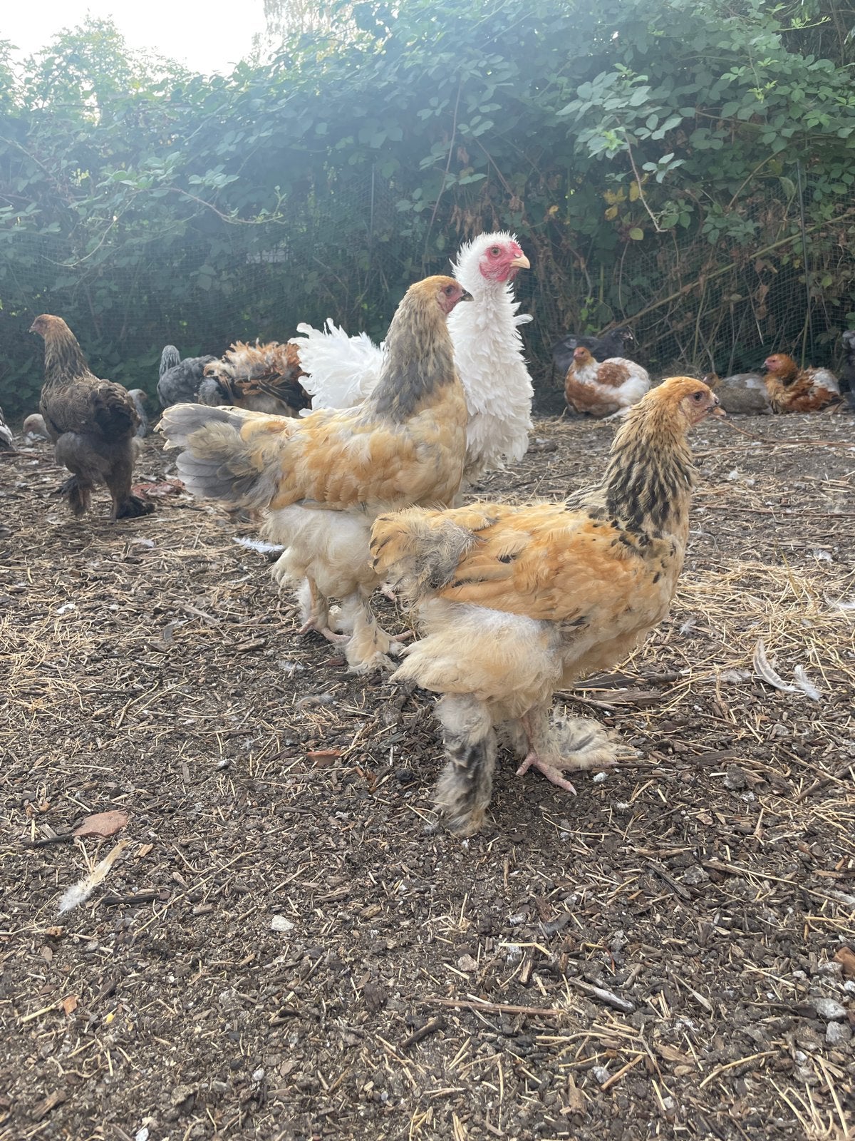 Brahma Buff Columbia, Mâle, Poule ou poulet