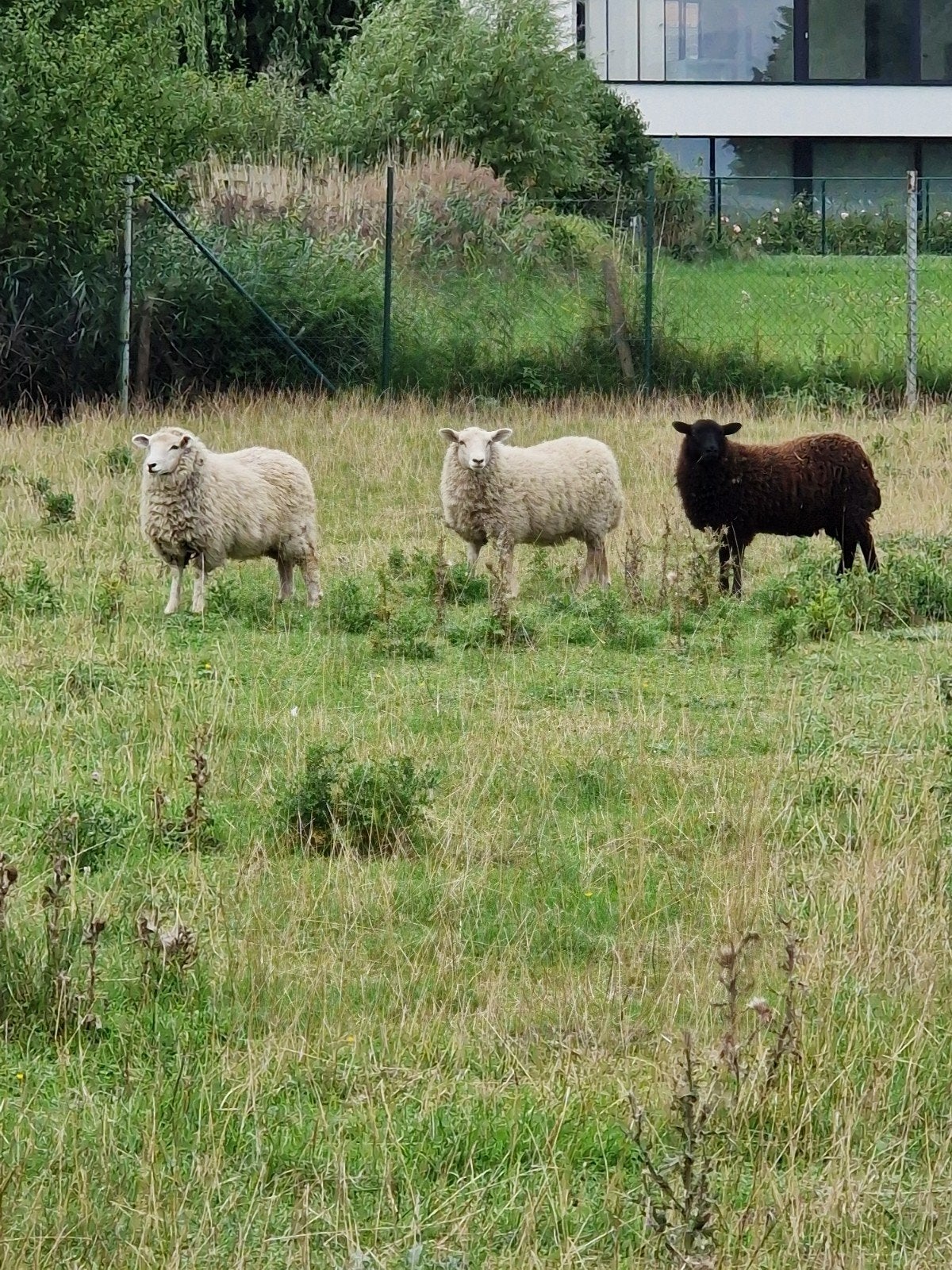 schapen, Dieren en Toebehoren