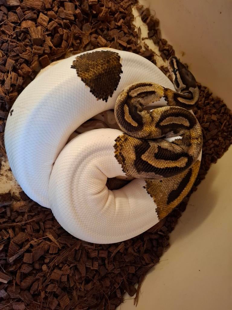 Couple piebald et banana