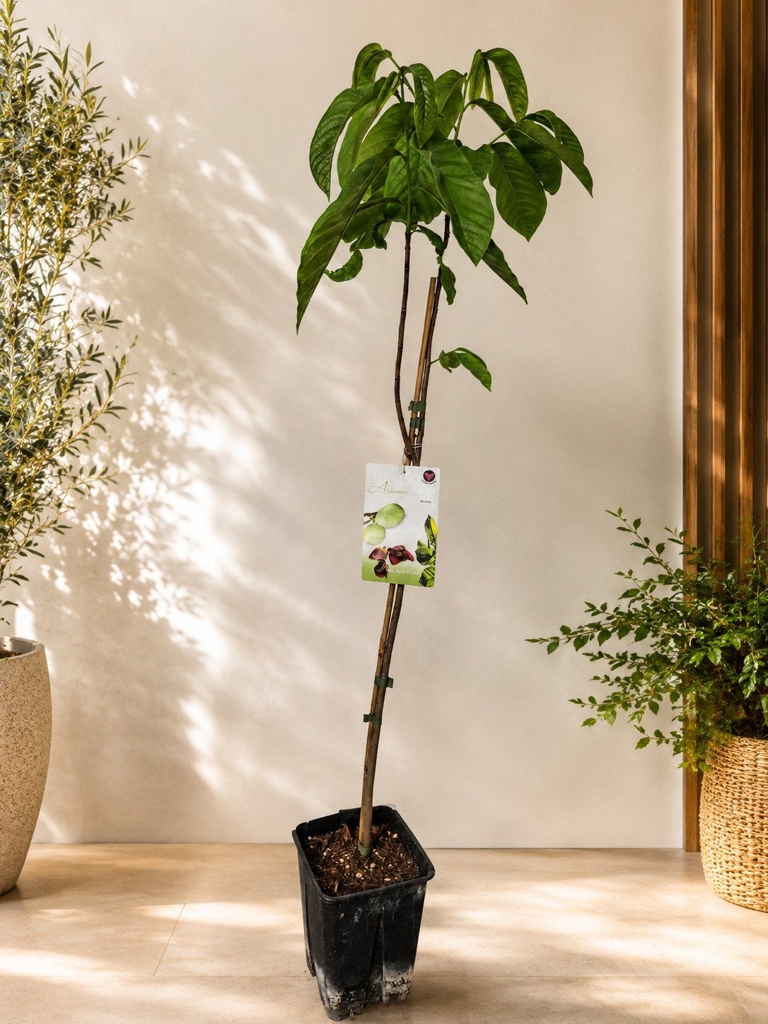 Asimina Triloba - pawpaw boom, Ophalen