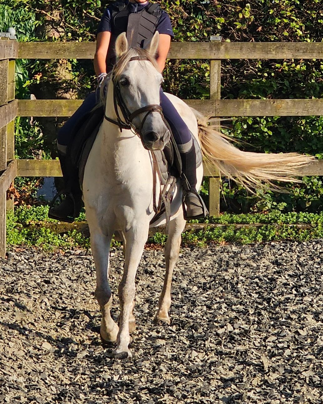 Halve stal voor Bomproof D pony - Grobbendonk, Dieren en Toebehoren