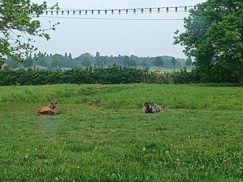 Moutons du Cameroun