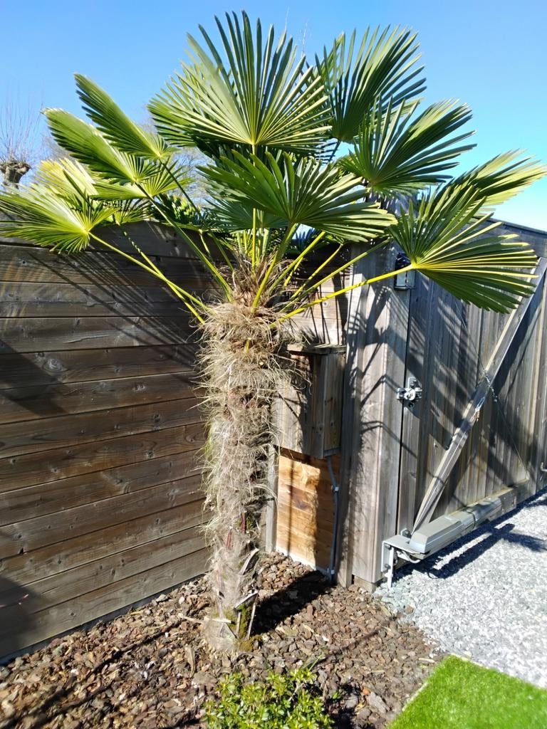 Mooie gezonde palmboom, Tuin en Terras, Ophalen